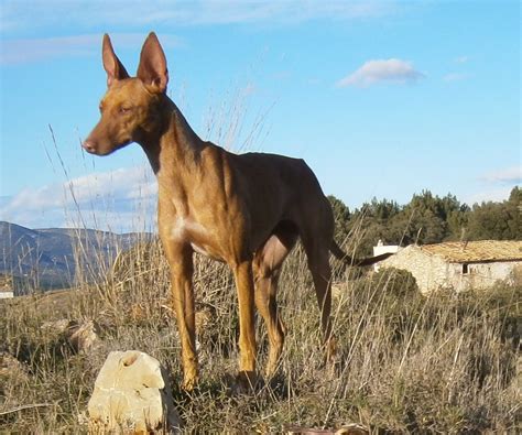 cachorros de podenco andaluz gratis